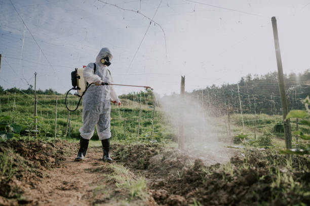 Best Ant Control Services  in Boulder City, NV