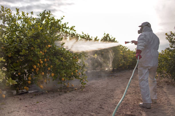 Best Bird Control  in Boulder City, NV