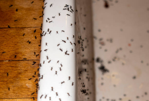 Best Affordable Pest Control Services  in Boulder City, NV