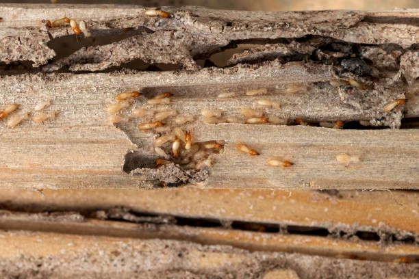 Best Emergency Pest Control  in Boulder City, NV
